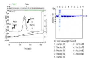 PBP2A 정제- 이온교환크로마토그래피 결과