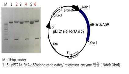 SrtA△59 유전자 클론과 발현 벡터 모식도