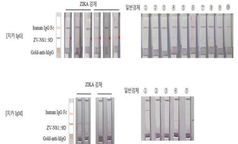 초파리 세포 유래 ZV-NS1-9D 단백질 테스트