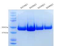 DV1, DV2, DV3, DV4의 NS1 단백질항원