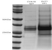 EV71 VP1, CVA16 VP3 표적 항원