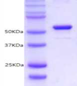 HPIV type 1 fusion protein △TM