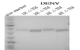 DENV 표피단백질 항원들의 Western Blot