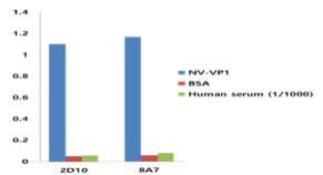 Norovirus VP1항원에 대한 단클론항체의 반응성