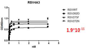 바이오유해물질 검출용 항체(RSV-4A3)후보군의 Kd value