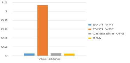 EV71의 VP2에 대한 단클론 항체의 특이적 반응성