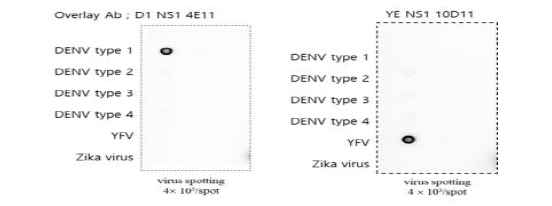 dot bolt을 이용한 뎅기 바이러스와 황열 바이러스의 NS1에 대한 단클론 항체의 특이적 반응성