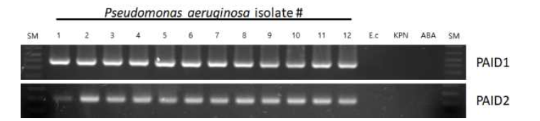 녹농균 판별용 바이오 마커 2종 전기영동사진 –재현성 및 교차반응. SM lane; 1kb ladder, lane2-13; 검체유래 슈퍼박테리아 녹농균 분리균들, E.c ; E. coli, KPN: K. pneumoniae, ABA; A. baumannii, PAID1; 종 진단마커 1, PAID2; 종 진단마커 2