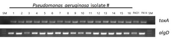 병원유래 분리 슈퍼박테리아 녹농균의 병원성 인자 진단 마커를 이용한 PCR 산물 전기영동사진-재현성조사. lane SM; 1kb ladder, lane 2-14; 검체유래 슈퍼박테리아 녹농균 분리균들, PAO1; P. aeruginosa PAO1, PA14; P. aeruginosa PA14, toxA; 병원성인자 진단마커 1, algD; 병원성인자 진단마커 2