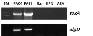 병원유래 분리 슈퍼박테리아 녹농균의 병원성 인자 진단 마커를 이용한 PCR 산물 전기영 동사진 - 교차반응. SM lane;100bp ladder, lane 2; P. aeruginosa PAO1, E.c ; E. coli, KPN: K. pneumoniae, ABA; A. baumannii, toxA; 병원성인자 진단마커 1, algD; 병원성인 자 진단마커 2