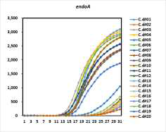 endoA 진단 마커를 이용한 20종 클로스트리디움 디피실을 대상으로한 qPCR 결과