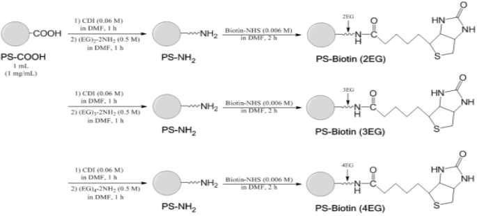 나노촉매복합체의 에틸렌글리콜-다이아민 표면개질 및 biotin도입 반응 모식도