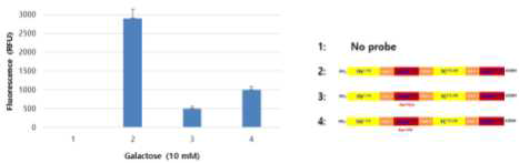 변이체 프로브 Asp14Lys 및 Asp14Ile 갈락토오스 반응성 테스트