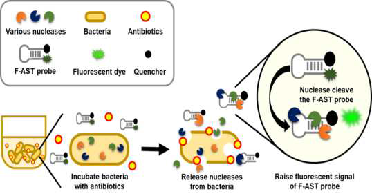 FRET 기반 DNA probe를 이용한 신속 항생제 감수성 검사 기술(F-AST)