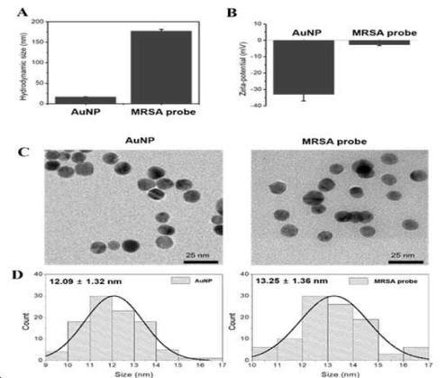 MRSA 프로브의 특성분석