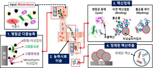 패혈증 원인균 6종 다중 농축, 핵산정제 이원화 카트리지 작동 모식도