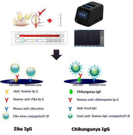 사업단 Ab,Ag 6종 중 Zika Ag, Chikungunya Ag 각1종 사용 (Recombinant Zika Virus NS1-β, Chikungunya virus E2 protein)