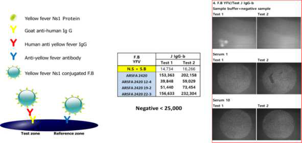 Yellow fever IgG 모식도