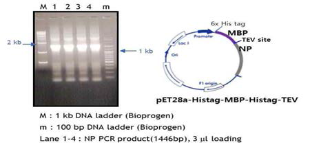 NP 유전자 클론