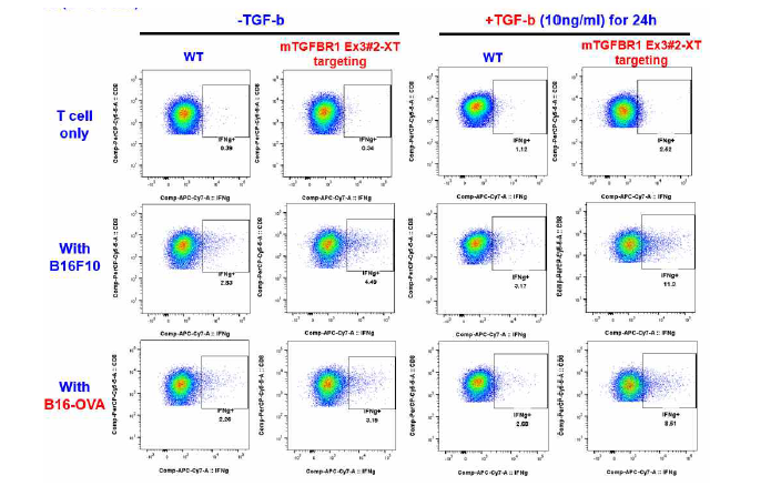 TGFbR1을 편집한 T 세포 pool에서 IFNg 생성능 변화를 FACS로 분석한 결 과. 마우스 T 세포를 CD3/CD28 자극하여 활성화하고, TGFbR1을 편집 (mTGFbR1 Ex3#2-XT) 하거나 안 하거나 (WT) 한 후, 5일간 추가 배양 후, T 세포와 흑색종 암 세포 B16F10과 공 배양하거나 안 하거나, T 세포 특이 항원을 발현하는 B16-Ova 세포주와 공 배양을 하거나 안 하거나, TGFb를 처리하거나 (+TGFb) 안 한 지 하루 후, 세포 내 존재하는 IFNg 양을 FACS로 분석한 대표 plot. 공 배양 자료 (with B16F10, with B16-Ova panel).