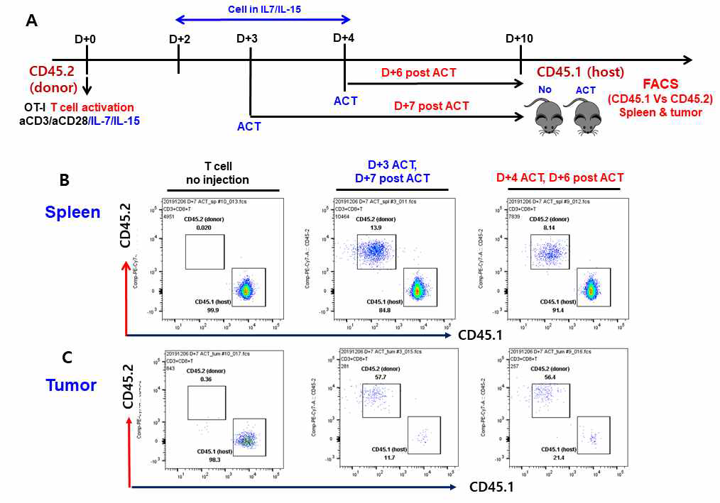 B16-Ova 생체 암 모델에서 ACT된 OT-I T 세포의 성공적 안착 확인한 결과. A. B16-Ova가 이식된 CD45.1 발현 마우스에, OT-I T 세포 (CD45.2)를 활성화시킨 후 3일 (D+3 ACT) 또는 4일 후, 혈관 주사로 ACT한 후, 6일 (D+6 post ACT) 또는 7일 후 spleen과 tumor 조직을 분리한 후 FACS 분석을 하는 모식도. FACS로 spleen (B)과 tumor (C) 내의 CD45.1과 CD45.2 마커를 발현하는 T 세포 분석한 결과; tumor 내의 CD8 T 세포의 50% 이상이 ACT한 donor 세포임.