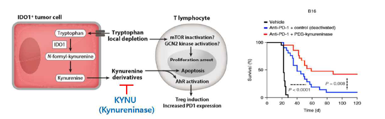 암 조직 내에서 KYN의 면역 억제 기전 및 KYNU의 항암 효능 논문 요약. 왼쪽. 암세포에서는 Tryptophan을 IDO가 분해해서 KYN (kynurenine)을 만들게 되고 이것이 암세포 밖으로 분비된 후, T 세 포에 들어가 apoptosis 유도 등을 통하여 항암 억제 능력을 떨어뜨림 (10). 이 KYN을 제거하는 것이 항암 능력을 높이기 위한 좋은 전략일 수 있어 KYNU의 암 조직에의 전달 전략을 구상할 수 있음. 오른 쪽. 실제로 이 KYNU (PEG-kynureninase) 를 마우스 B16F10 암 이식 모델에 적용했을 때, anti-PD1 항체 치료와 시너지를 보인다는 발표된 논문 결과 (9).