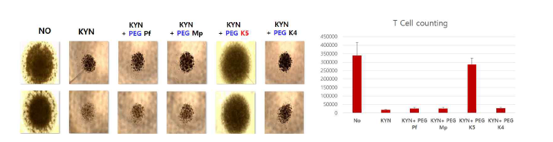 기발표된 PEG-Pf, MP와 신규 KYNU인 PEG-K5의 T 세포 사멸 억제 능력 비교 결과. 왼쪽: 마우스 CD8 T 세포를 KYN (1 mM)이 존재하는 상황에서 7일간 활성화한 후 찍은 T 세포 군집의 사진. KYN + PEG-K5 (0.02 uM) 의 배양 조건에서 KYN을 넣지 않은 NO 그룹과 가장 유사한 세포 성장 결 과를 보임. 오른쪽: 이 CD8 T 세포 군집 내의 세포 수 결정 결과 (T 세포 활성화 후 8일).