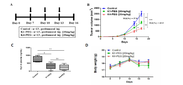 마우스 생체암 모델에서 K5-PEG (K4)가 항암 억제 효능이 PEG-Pf (K1) 보다 뛰어남. A. 처리 일정 및 용량. B. 암 크기 데이터. C. 혈청 KYN 농도 (종료 시), D. 마우스 체중.