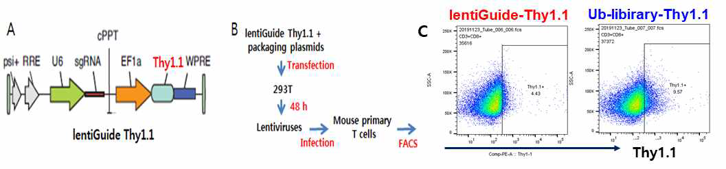 마우스 primary T 세포에 Cas9 기반 Ub KO library를 성공적으로 도입한 결과. A. 실험실에서 제작한, sgRNA 라이브러리를 cloning한 벡터 backbone (U6 promoter가 sgRNA를 발현시키고, Thy1.1 을 감염 성공 마커로 사용 가능). B. lentiGuide Thy1.1 바이러스 (및 E3 Ubiquitin ligase KO library)를 얻은 후, 마우스 T 세포를 감염시키는 모식도. C. 이들의 감염 효율을 보여 주는 FACS 결과.