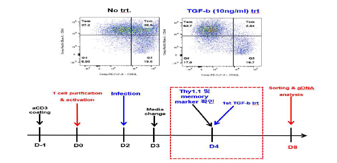 TGFb 신호에 영향을 줄 수 있는 유전자 스크리닝 전략 및 과정. 위 패널: Cas9을 발현하는 마우스 CD8 T 세포를 anti-CD3/anti-CD28 항체로 자극하여 활 성화하고, TGFb를 4일 처리 후 (또는 미처리), Tcm (CD44+CD62L+) /Tem (CD44+CD62L-) 세포 구성 분포를 분석한 FACS 결과. TGFb 처리 시, Tcm이 현 격히 줆. 아래 패널: 활성화된 CD8 T 세포에 gRNA library (Ub ligase 2000 종을 포함하는 KO library) 와 Thy1.1을 발현하는 바이러스를 감염을 통해 전달하여 (D2), CD8 T 세포 내 많은 수의 유전자를 각각 KO 시킨 후, TGFb를 4일 처리 (D4) 후 (또는 미처리), Tcm/Tem 세포를 분리하여 분석하는 과정 모식도.