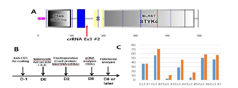 마우스 TGFbR1 유전자 효율적 타겟팅 위한 gRNA(crRNA) 결정 과정. A. TGFbR1 단백질 도메인 구조 및 intron 위치 표시. 최종 선별된, exon2를 타겟하는 gRNA인 crRNA (crRNA Ex3 #2) 위치를 화살표로 표시함. B. 활성화된 마우스 비장 유래 T 세포에서 Cas9/guide RNA (tracrRNA/crRNA) RNP complex의 도입으로 유전자를 타겟팅하고, 타겟팅 효율 결정과 기능 검증 을 수행하는 과정 순서도. C. TIDE 분석법으로 TGFbR1 유전자 타겟팅 효율을 비교 분석한 결과. Exon2 상에서 crRNA를 집중적으로 테스트했고, Ex3 #2 crRNA가 최상의 효율을 보임.