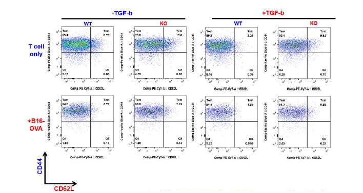 TGFbR1을 편집한 T 세포 pool에서 Tcm, Tem의 비율을 FACS로 분석한 결 과. 마우스 T 세포를 CD3/CD28 자극하여 활성화하고, TGFbR1을 편집 (KO) 하거나 안 하거나 (WT) 한 후, 5일간 추가 배양 후, T 세포와 T 세포 특이 항원을 발현하는 B16-Ova 세포주와 공배양을 하거나 (+B16-OVA) 안 하거나, TGFb를 처리하거나 (+TGF-b) 안 한 지 하루 후, FACS로 CD44/CD62L 발현을 분석하여 Tcm (CD44+CD62L+)과 Tem (CD44+CD62L-) 비율 FACS 분석한 대표 plot.