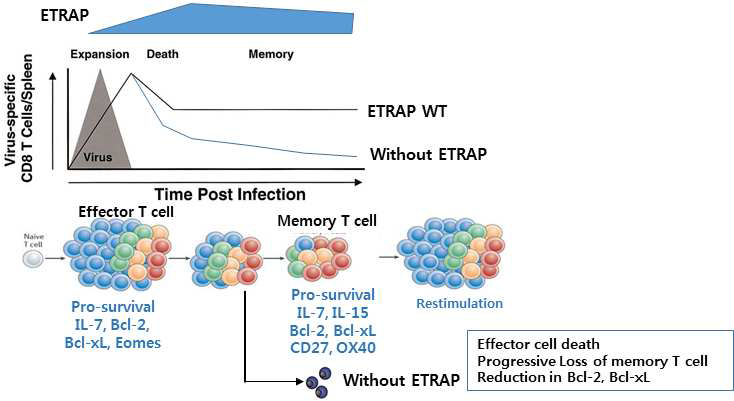 ETRAP 단백질의 발현과 memory T 세포 유지 조절기능