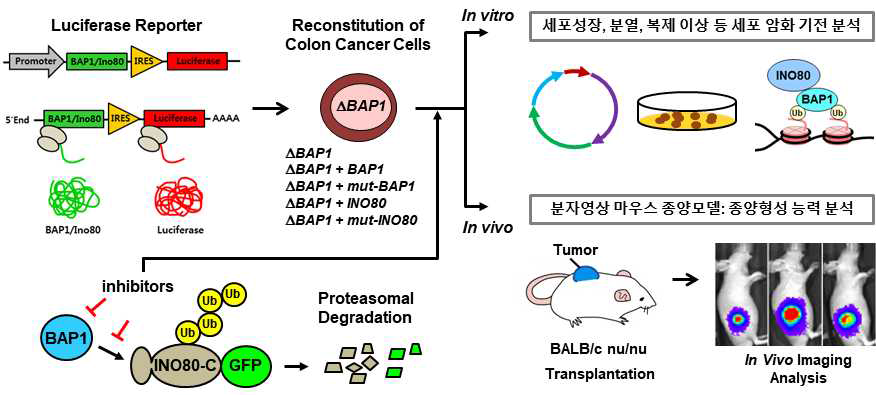 BAP1-INO80 기능조절 기전 규명 및 대장암 치료 후보물질 개발 전략