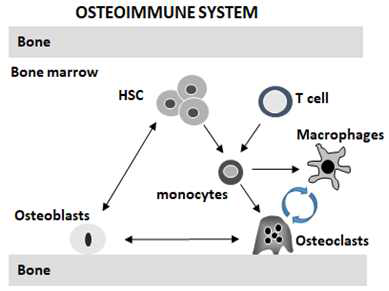 골수 미세환경에서 면역-뼈세포 간 상호작용