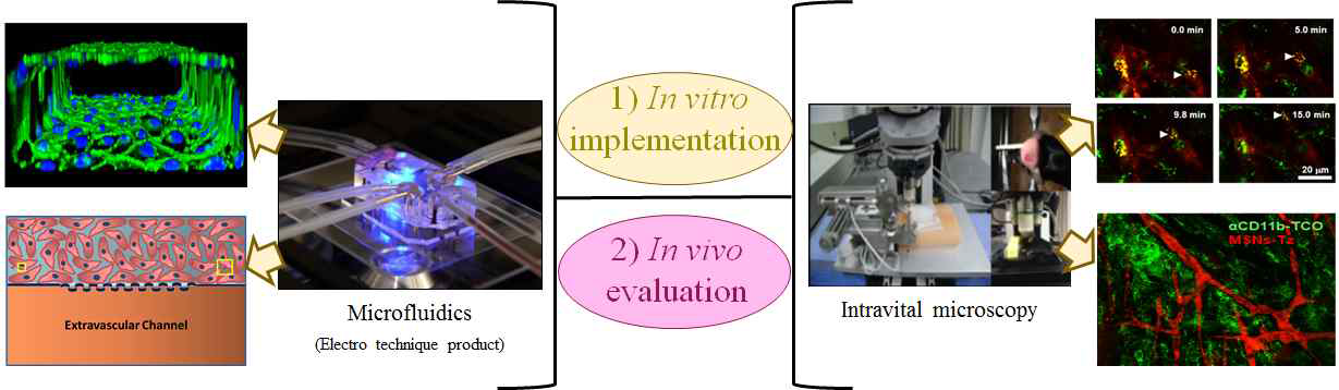마이크로플로이딕스 기술을 이용한 3D 미세환경 모델과 생체영상시스템을 이용한 실시간 관찰: in vitro상에서의 3D 구현(1) 및 in vivo에서의 검증(2)