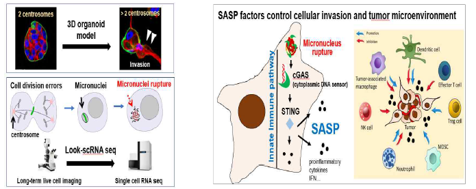 핵막파열로 인한 노화연관 분비효현형(SASP)의 종양미세환경 조절 및 암의 전이기전 연구