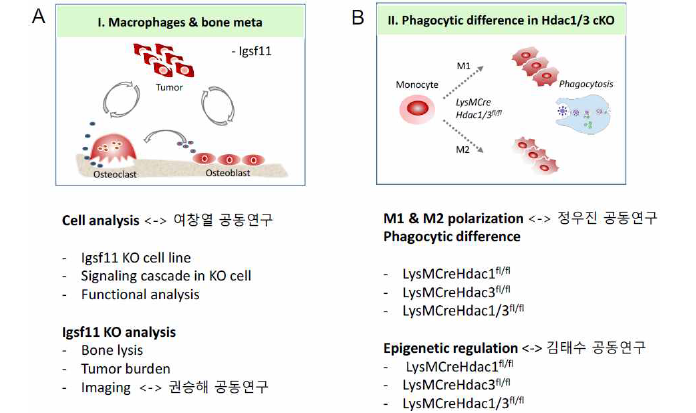 조직거주 대식세포의 병리 기전 연구 추진체계도. (A) 골수미세환경에서 조직거주 파골세포 -암세포-조골세포 간 상호작용에서 Igsf11 기능 연구. (B) 대식세포의 M1, M2 분극화와 대식작용 에 대한 대식세포 특이적 epigenetic regualtion 규명 모식도.