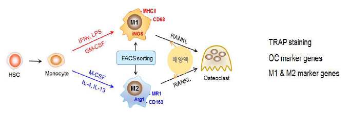 이질성 대식세포의 파골세포로의 분화 분석