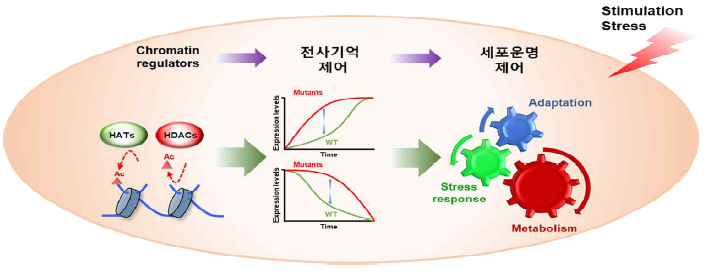 전사기억 조절을 통한 세포운명 제어