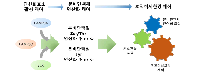 인산화 분비단백질의 조직 항상성 조절 기전 이해