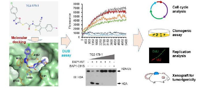 신규 BAP1 억제제 TG2-179-1의 BAP1 활성억제, 대장암 세포사멸 및 종양형성 억제 효능 분석