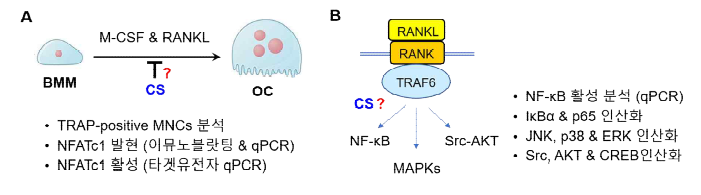 CS에 의한 파골세포 분화 및 신호전달 조절 기전 연구