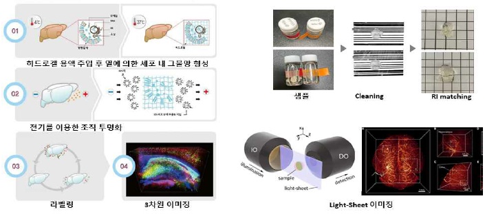 조직 투명화기술 과정 및 light-sheet 영상