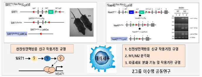 SIRT1 KO 및 Naa40 KO 마우스 유래 대식세포를 통한 선천면역반응 조절 기전 연구