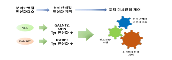 인산화 분비단백질의 조직 항상성 조절 기전 이해