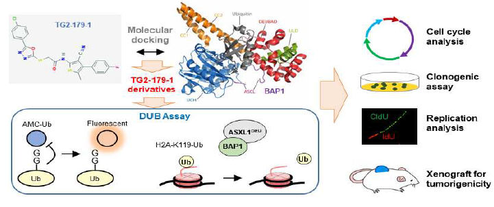 분자모델링을 통한 TG2-179-1 유도체 설계 및 대장암 종양억제 효능 분석 전략
