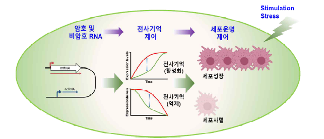 전사기억 조절을 통한 세포운명 제어