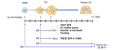 CS의 파골세포 성숙 및 활성 조절 연구내용 및 전략