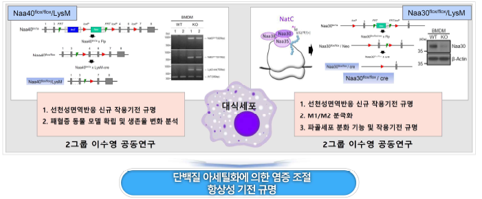 N-말단 아세틸화효소들이 선천면역 및 파골세포 분화에 미치는 영향 및 조절 기전 규명